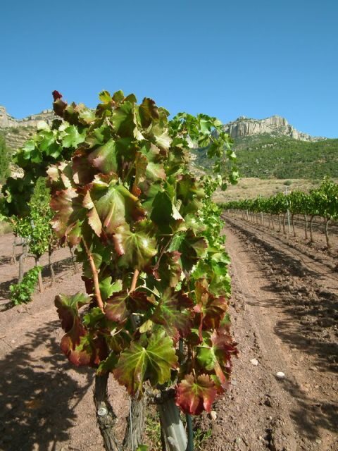 Falset: Guided Wine Tour to the Priorat by a Local - A Closer Look at the Experience