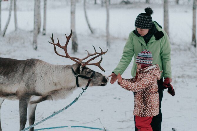 Family day: Reindeer, Husky and Snowmobiling in Levi - The Itinerary: What to Expect During Your Day in Levi