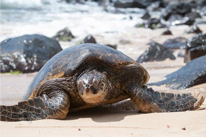 Family-Friendly Private Circle Island Tour of Oahu - What’s Unique About This Tour?