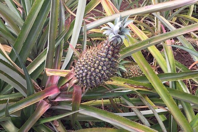 Family-Friendly Private Circle Island Tour of Oahu - How Does the Experience Feel?