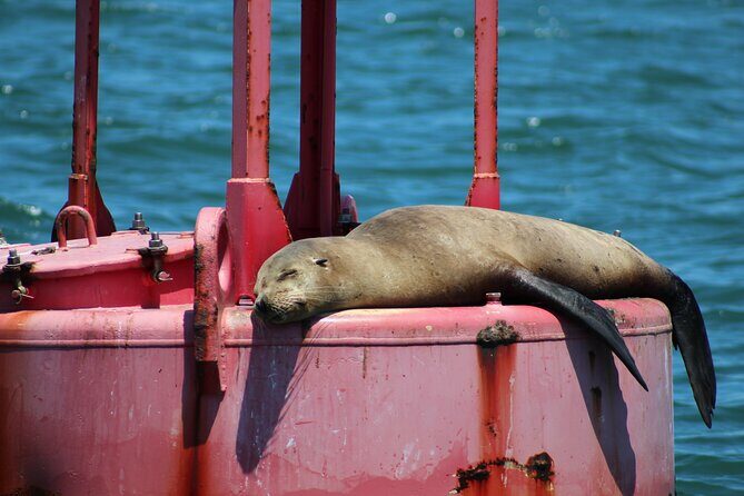 Family Friendly Private Sailing Experience up to 8 Guests - The Sum Up