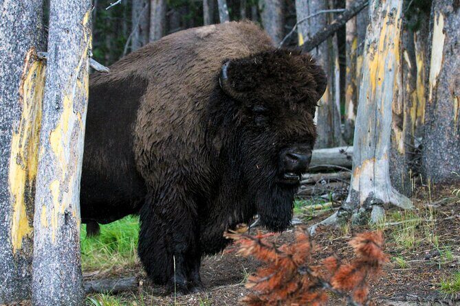 Family Friendly Private Tour at Yellowstone National Park w/Lunch - Final Thoughts