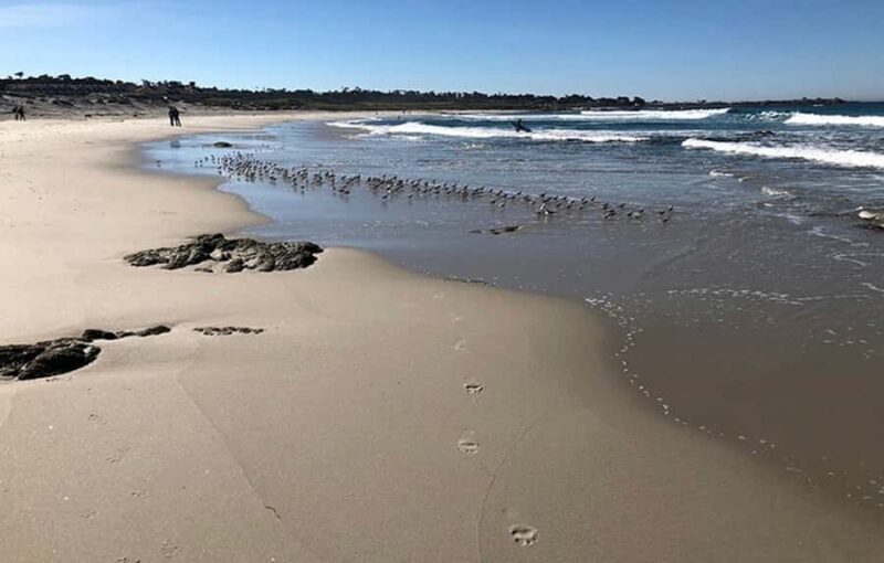 "Family Friendly" Scenic E-Bike Tour along 17 Mile Dr - Authentic Feedback from Past Participants