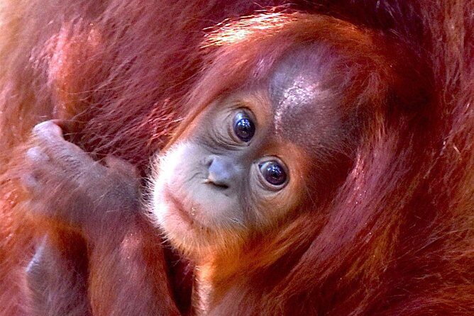 FAMILY JUNGLE TOUR: Orangutan Trek (4-hours hike) by EcoTravel Bukit Lawang - An In-Depth Look at the Orangutan Trek Experience