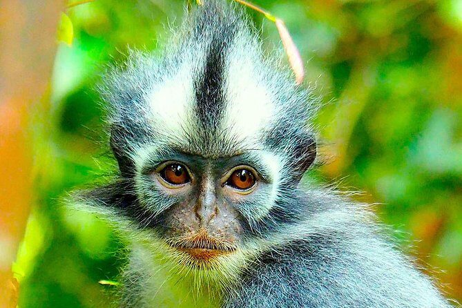 FAMILY JUNGLE TOUR: Orangutan Trek (4-hours hike) by EcoTravel Bukit Lawang - Practicalities and Logistics