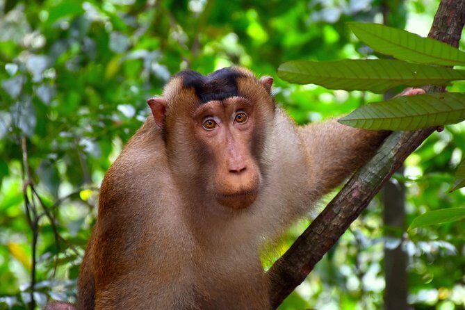FAMILY JUNGLE TOUR: Orangutan Trek (4-hours hike) by EcoTravel Bukit Lawang - FAQ