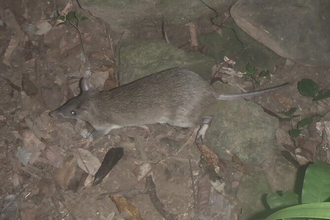 Family Night Walking Tour at Tropical Rainforest in Daintree - Final Thoughts: Is It Worth It?