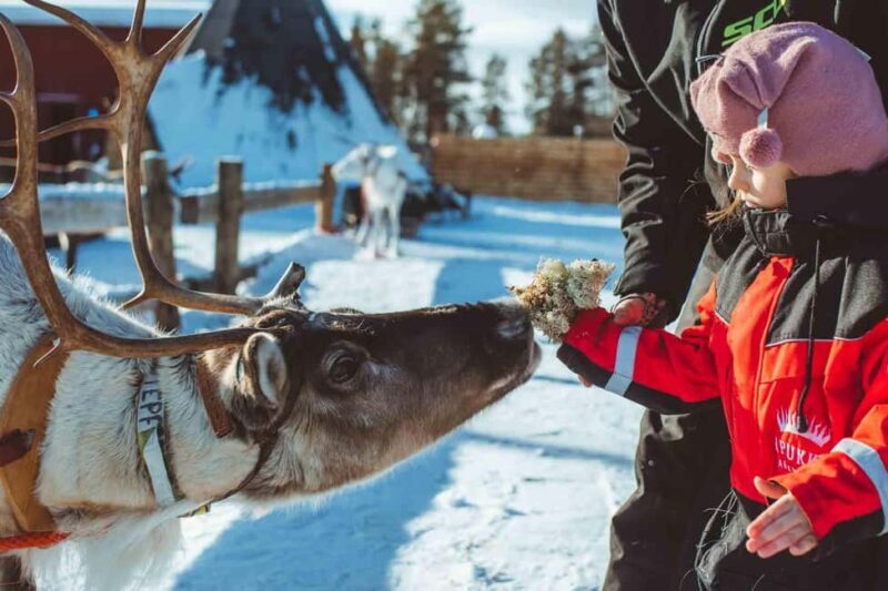 Family Snow Fun with Huskies, Reindeer, Mini Scooters, Lunch - Lunch: A Cozy Finnish Meal