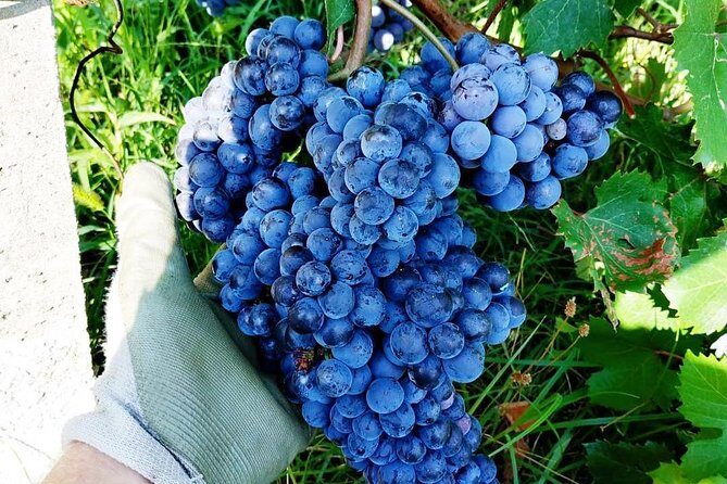 Family tasting - A little tasting - Discovering the Vineyard and Its Surroundings