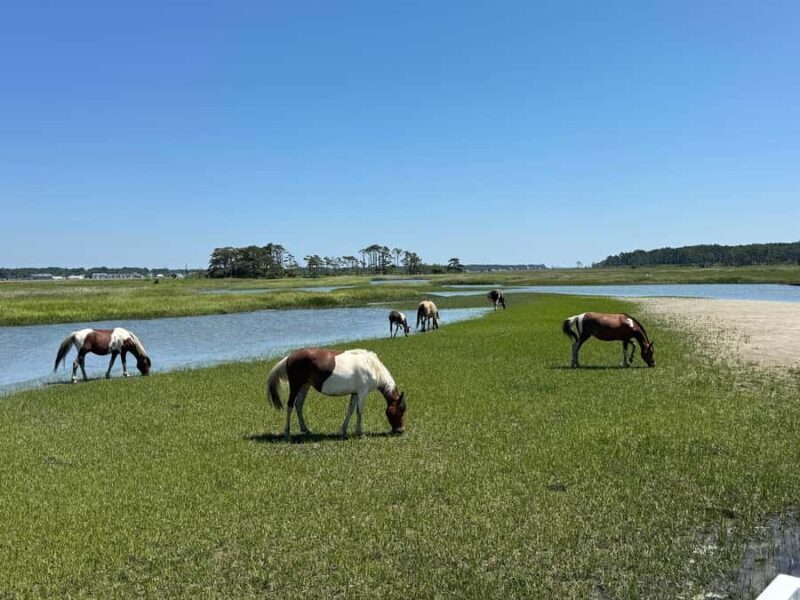 Famous Chincoteague Pony Cruise with Expert Narration - Who Should Consider This Tour?