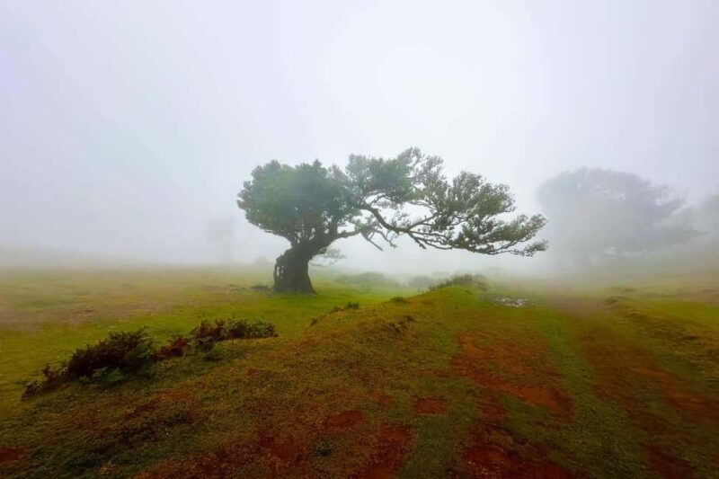 Fanal / Assobiadores - Levada Walk - Key Points