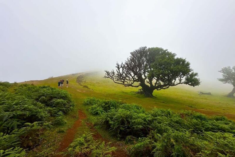 Fanal / Assobiadores - Levada Walk - An In-Depth Look at the Fanal / Assobiadores Levada Walk
