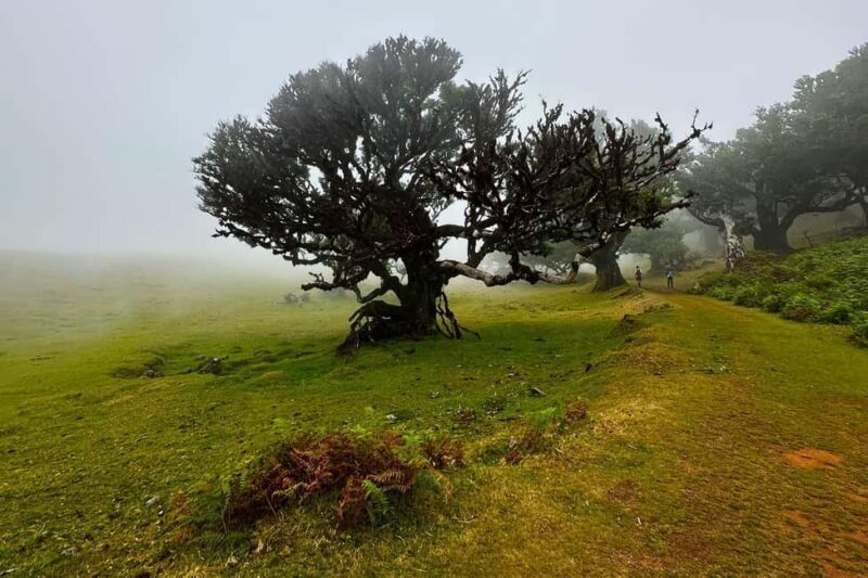 Fanal / Assobiadores - Levada Walk - FAQ