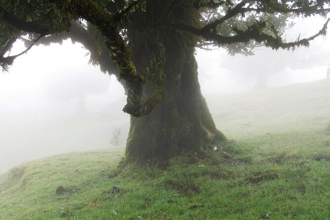 Fanal -Enchanted Forest - Key Points