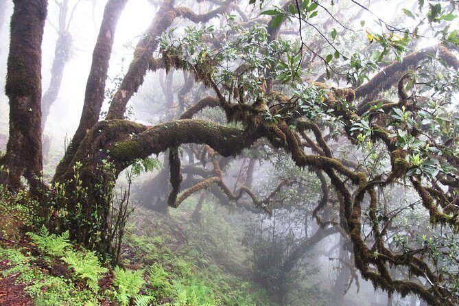 Fanal -Enchanted Forest - Overview of the Fanal – Enchanted Forest Tour