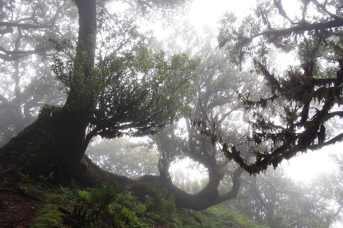 Fanal -Enchanted Forest - Value for Money