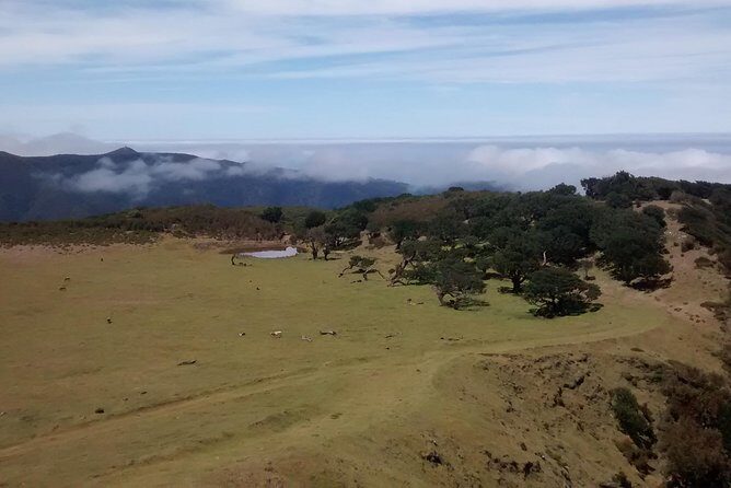 Fanal -Enchanted Forest - Final Thoughts