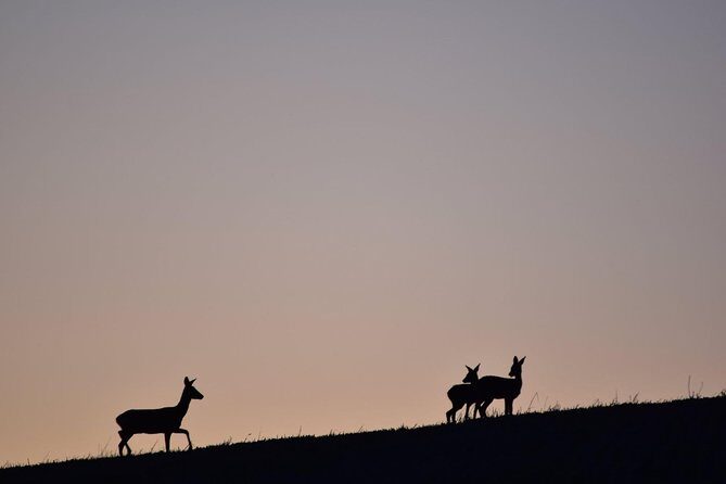 Farm Attraction - Highland Cows, Animal Feeding, Wholesome fun! - Why This Farm Tour Excels
