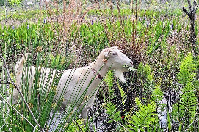 Farm Experience with Ponies, Bunnies, Chickens and Goats - A Closer Look at the Cheyne Ranch Farm Tour
