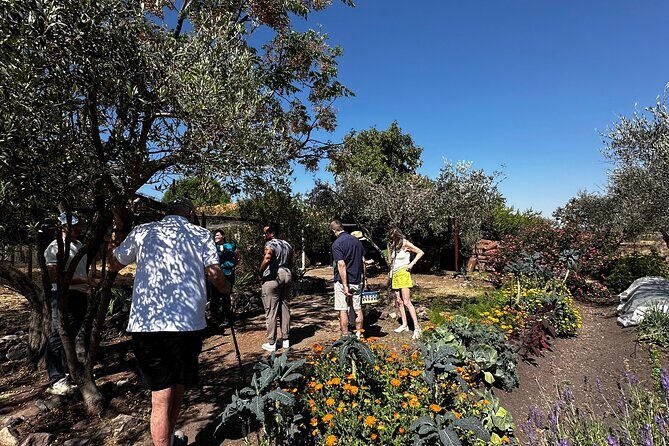 Farm to Table Cooking Experience in San Miguel - Key Points