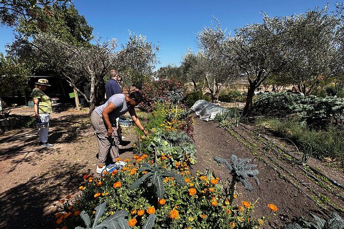Farm to Table Cooking Experience in San Miguel - FAQs