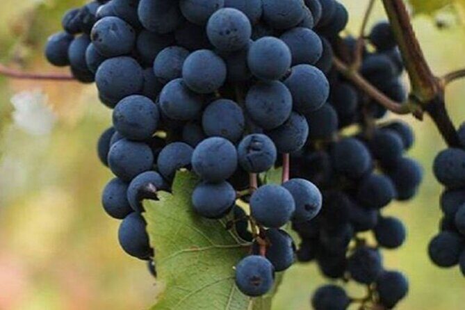 Farm-to-Table Experience: Olive Oil, Garden Tour & Nonnas Lunch - The Farm and Its Surroundings