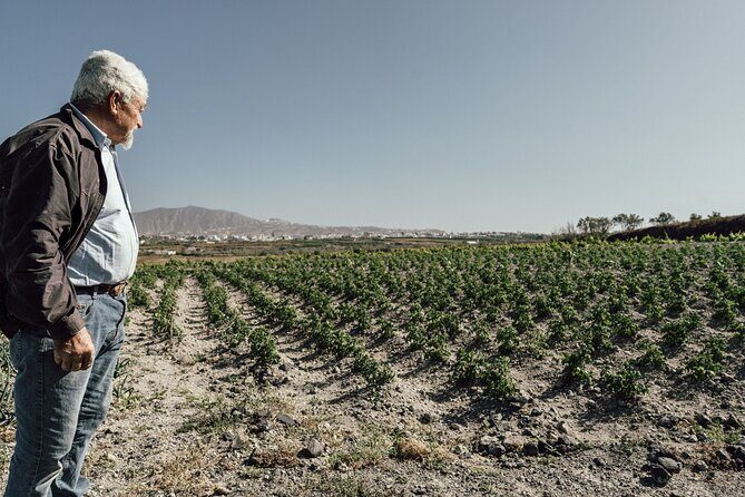 Farm to Table Food Experience in Santorini - An In-Depth Look at the Santorini Farm to Table Tour