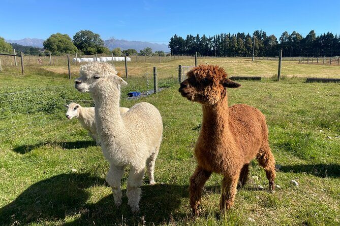 Farm Tour and Milford Sound Nature Cruise from Te Anau - Who Will Love This Tour?