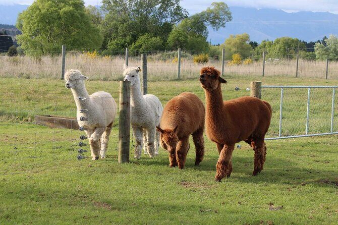 Farm Tour and Milford Sound Nature Cruise from Te Anau - FAQ