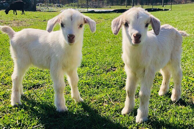 Farm Tour at Clover Brooke Llama/Alpaca/Goat Farm - Key Points