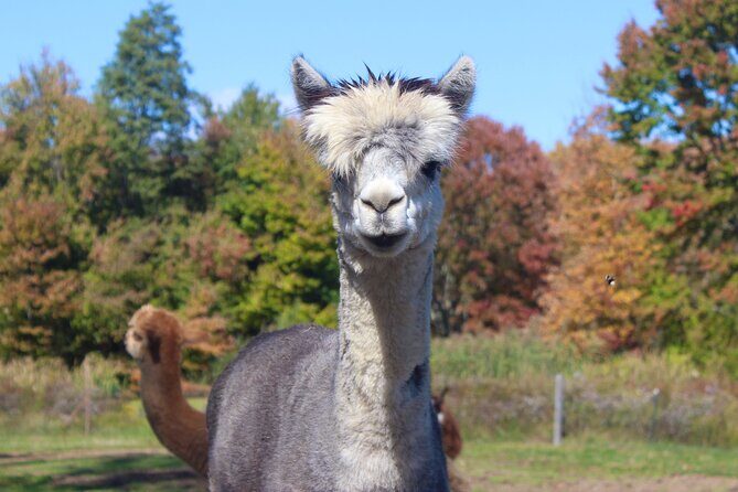 Farm Tour at Clover Brooke Llama/Alpaca/Goat Farm - Authentic Reviews and Real Experiences