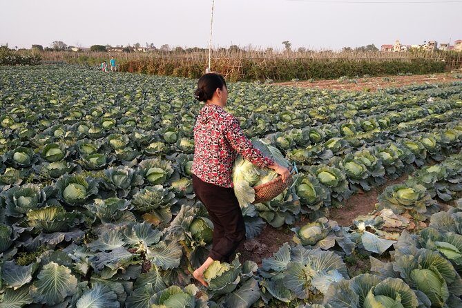 Farm tour & Home cooking class with local family in Hanoi - Key Points