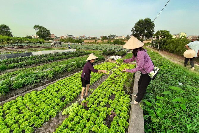 Farm tour & Home cooking class with local family in Hanoi - Who’s This Tour Best For?