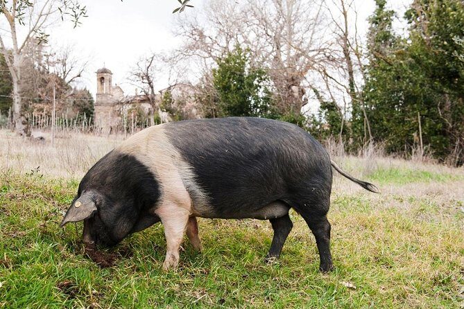 Farm Tour: the Cinta Senese Tuscan pig - Exploring the Farm Tour: the Cinta Senese Tuscan pig