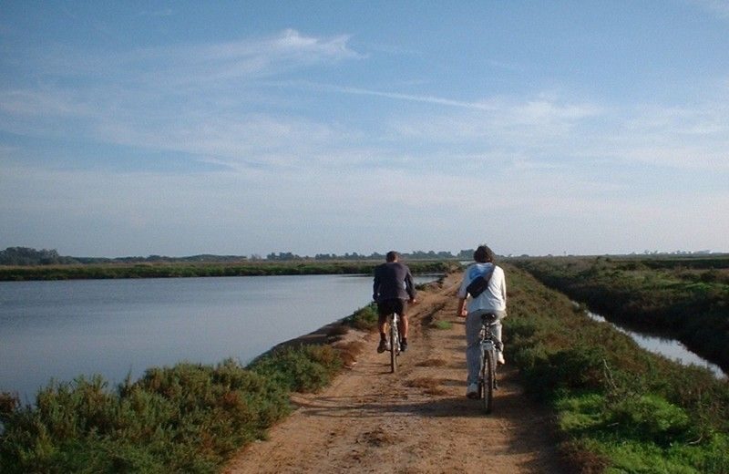 Faro Bike Tour through the Beautiful Ria Formosa - Authentic Insights From Reviewers