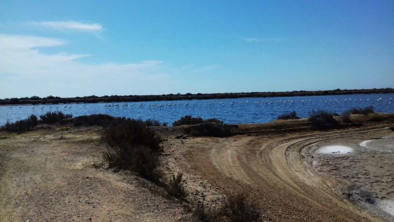 Faro Bike Tour through the Beautiful Ria Formosa - FAQ