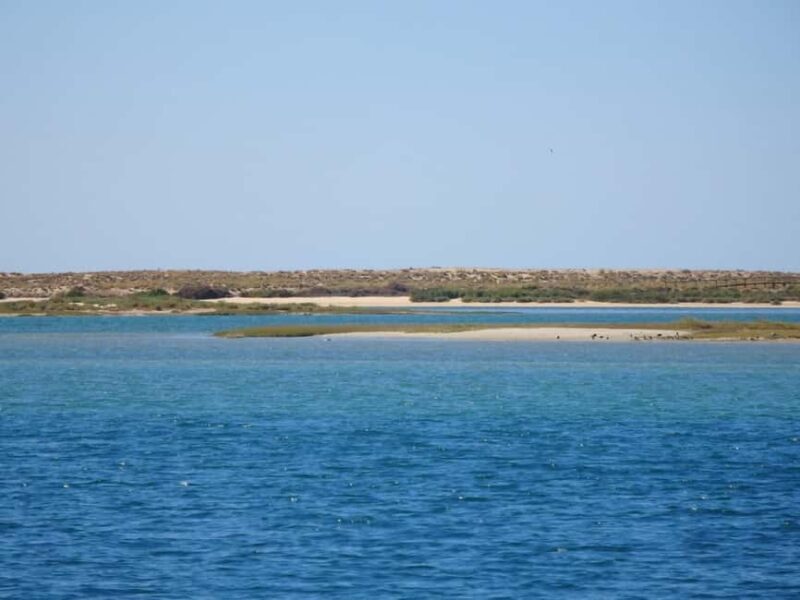 Faro: Boat Tour to Desert Island - Birdwatching and Scenic Views