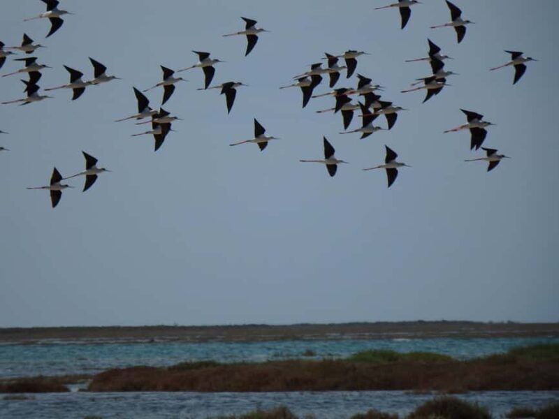 Faro: Boat Tour to Desert Island - Practical Details and Value