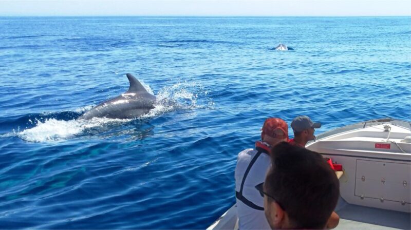 Faro: Dolphin and Marine Life Watching Boat Tour - Key Points