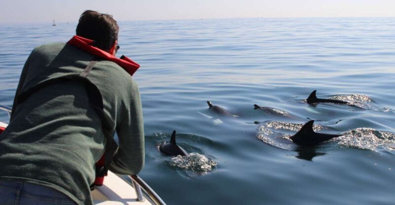 Faro: Dolphin and Marine Life Watching Boat Tour - Who Will Enjoy This Tour?