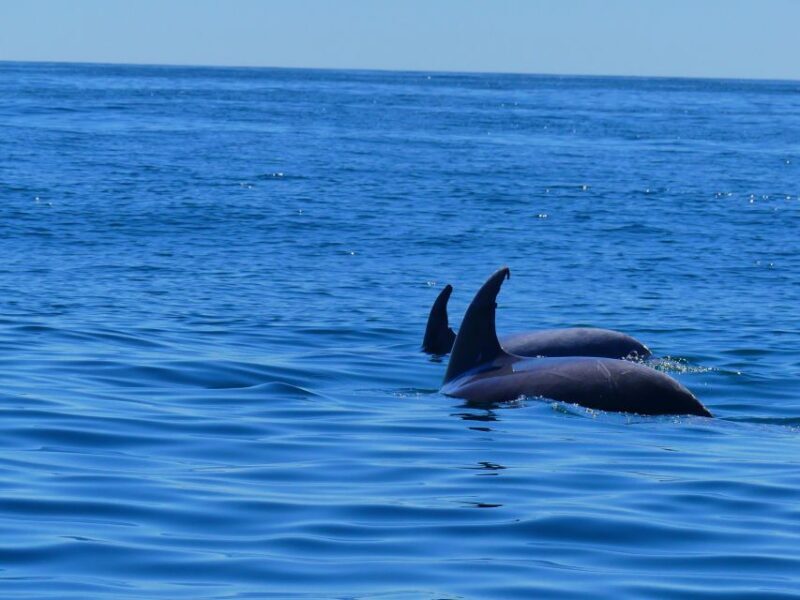 Faro: Dolphin and Wildlife Watching in the Atlantic Ocean - Key Points