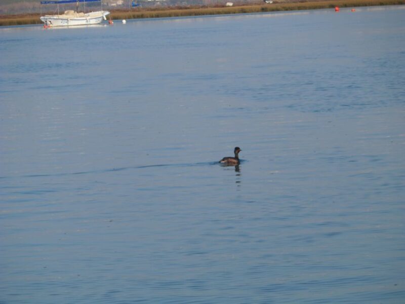 Faro: Eco-Friendly Ria Formosa Bird Watching in Solar Boat - The Experience in Detail