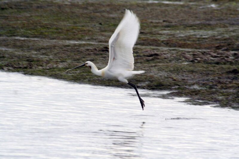 Faro: Eco-Friendly Ria Formosa Bird Watching in Solar Boat - Who Should Consider This Tour?