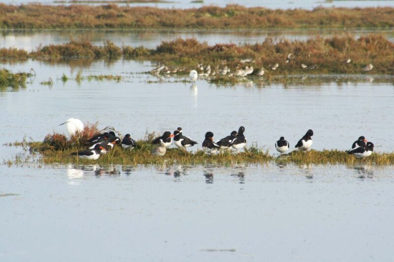 Faro: Eco-Friendly Ria Formosa Bird Watching in Solar Boat - Final Thoughts