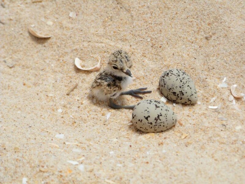 Faro: Eco-Friendly Ria Formosa Bird Watching in Solar Boat - FAQs