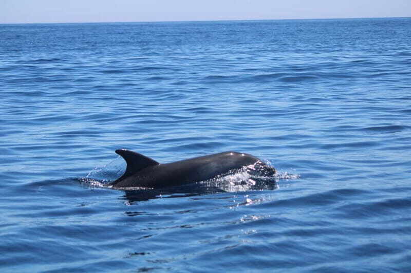 Faro: Funtastic Dolphin Watching Boat Tour - Final Thoughts