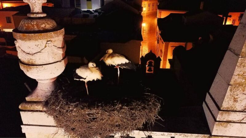 Faro: Night Segway Tour with Cocktails - Final Note