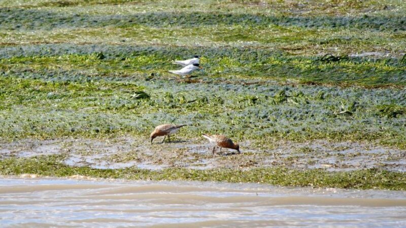 Faro: Ria Formosa Boat Tour by Eco-Friendly Solar Boat - Pricing and Value for Money