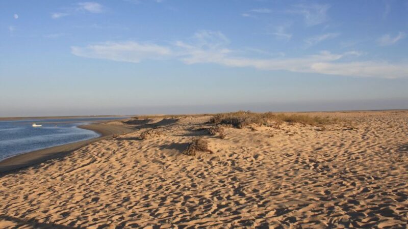 Faro: Ria Formosa Eco Birdwatching Boat Tour - Key Points