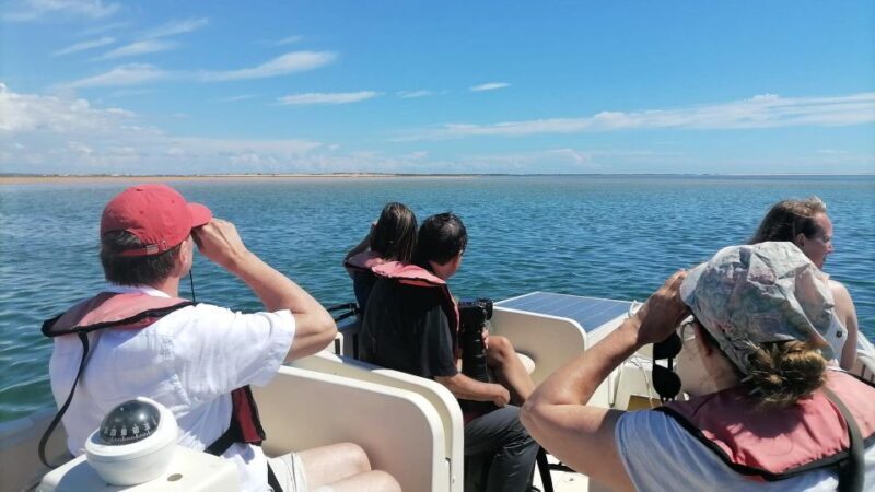 Faro: Ria Formosa Eco Birdwatching Boat Tour - An Authentic Look at the Experience